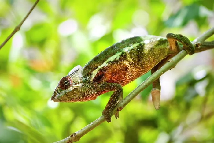 Framed Print : Coloured chameleons, Peyreras Private Reserve, Andasibe, Madagascar Framed Print : Coloured chameleons, Peyreras Private Reserve, Andasibe, Madagascar