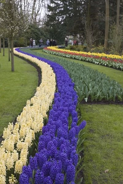 Colourful border of hyacinths, Keukenhof, park and gardens near Amsterdam