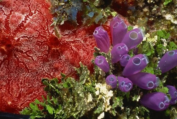 Colourful coral and sea plants, Honduras, Central America