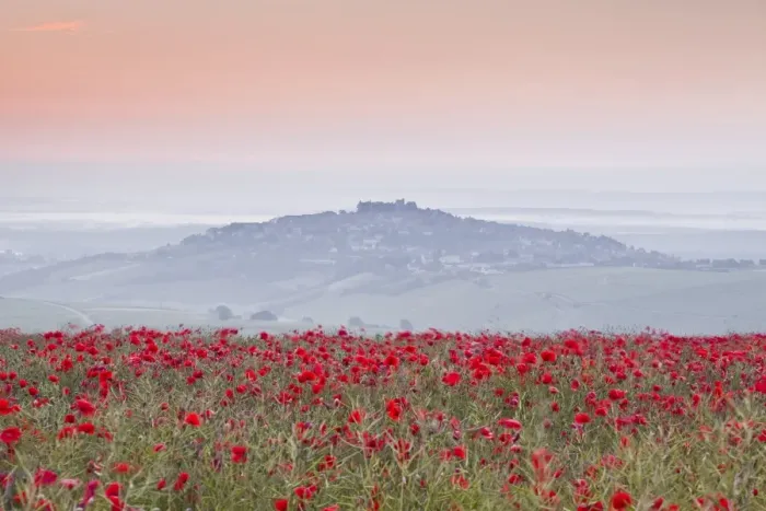 Framed Print : A colourful display of poppies above the village of Sancerre in the Loire Valley, Cher, Centre, France, Europe Framed Print : A colourful display of poppies above the village of Sancerre in the Loire Valley, Cher, Centre, France, Europe