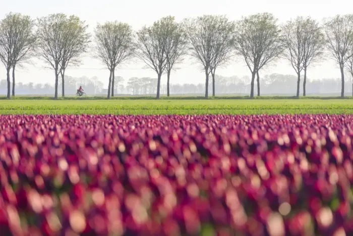 Framed Print : Colourful fields of tulips in bloom and bicycle in the countryside at dawn, De Rijp