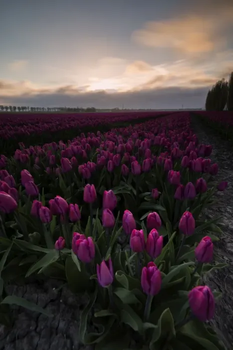 Framed Print : Colourful fields of tulips in bloom at dawn, De Rijp, Alkmaar, North Holland, Netherlands Framed Print : Colourful fields of tulips in bloom at dawn, De Rijp, Alkmaar, North Holland, Netherlands