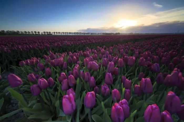 Framed Print : Colourful fields of tulips in bloom at dawn, De Rijp, Alkmaar, North Holland, Netherlands Framed Print : Colourful fields of tulips in bloom at dawn, De Rijp, Alkmaar, North Holland, Netherlands