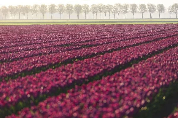 The colourful fields of tulips in bloom and trees in the countryside at dawn, De Rijp