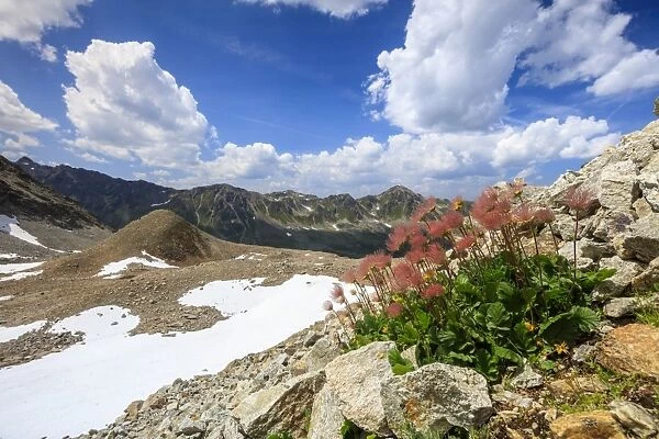 Colourful flowers in bloom framed by rocky peaks, Joriseen, Jorifless Pass, canton of Graubunden