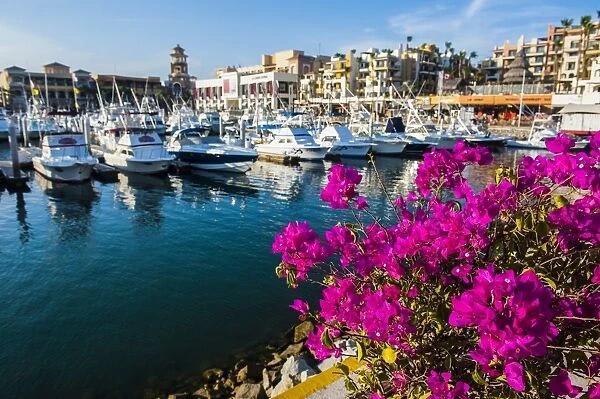 Colourful flowers in the harbour of Los Cabos, Baja California, Mexico, North America