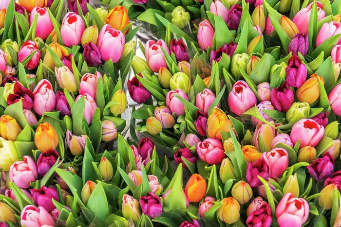 Framed Print : Colourful fresh tulips on sale in flower market, Amsterdam, Netherlands, Europe Framed Print : Colourful fresh tulips on sale in flower market, Amsterdam, Netherlands, Europe