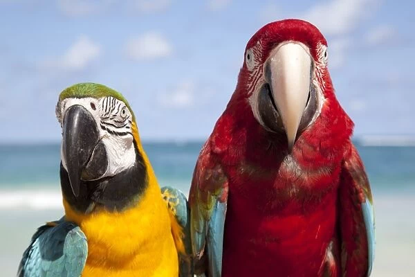 Colourful parrots, Punta Cana, Dominican Republic, West Indies, Caribbean, Central America