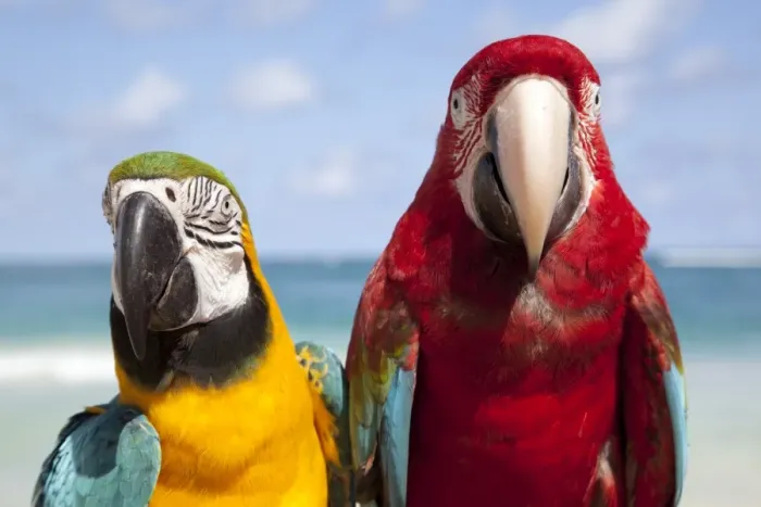 Framed Print : Colourful parrots, Punta Cana, Dominican Republic, West Indies, Caribbean, Central America Framed Print : Colourful parrots, Punta Cana, Dominican Republic, West Indies, Caribbean, Central America