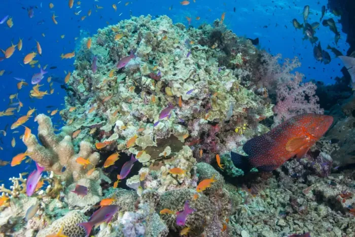Framed Print : Colourful reef fish (Orange and purple anthias sp. ) plus Leopard Coral grouper (Plectropomus Framed Print : Colourful reef fish (Orange and purple anthias sp. ) plus Leopard Coral grouper (Plectropomus