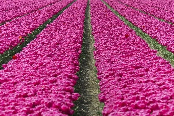 The colourful scenery of spring fields of tulips, Keukenhof Park, Lisse, South Holland