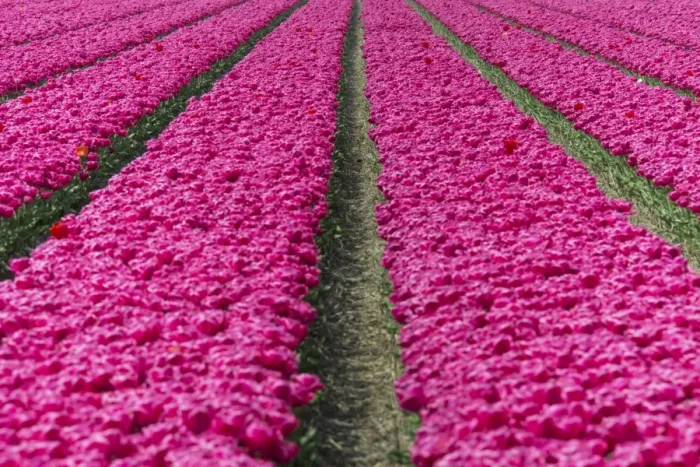 Framed Print : The colourful scenery of spring fields of tulips, Keukenhof Park, Lisse, South Holland Framed Print : The colourful scenery of spring fields of tulips, Keukenhof Park, Lisse, South Holland