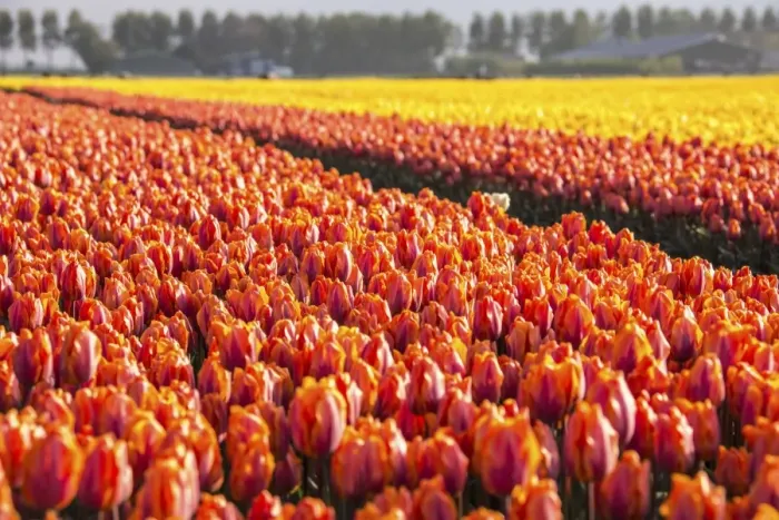 Framed Print : The colourful tulip fields in spring, Berkmeer, Koggenland, North Holland, Netherlands Framed Print : The colourful tulip fields in spring, Berkmeer, Koggenland, North Holland, Netherlands