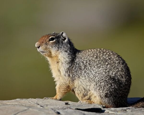 Columbian ground squirrel (Citellus columbianus), Glacier National Park