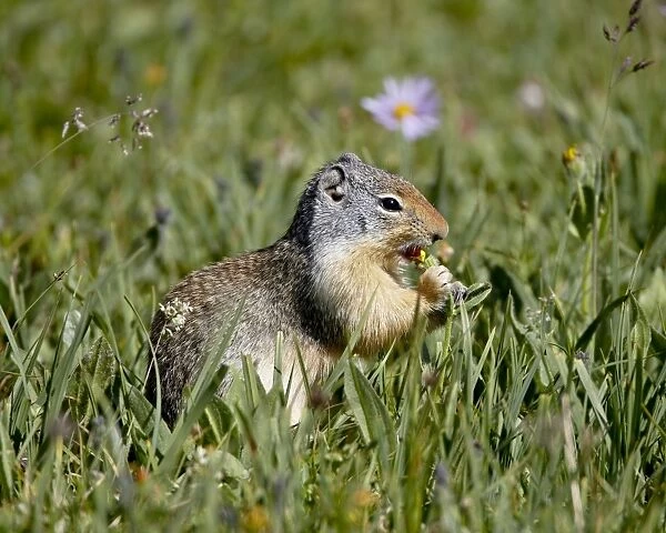 Columbian ground squirrel (Citellus columbianus) eating, Glacier National Park