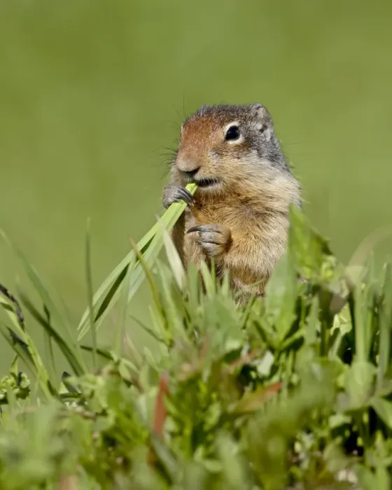 Framed Print : Columbian ground squirrel (Citellus columbianus) eating, Glacier National Park Framed Print : Columbian ground squirrel (Citellus columbianus) eating, Glacier National Park