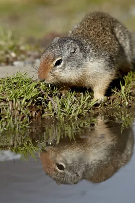 Framed Print : Columbian ground squirrel (Citellus columbianus) reflected, Glacier National Park Framed Print : Columbian ground squirrel (Citellus columbianus) reflected, Glacier National Park