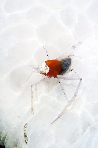 Commensal shrimp (Periclimenes kororensis), Sulawesi, Indonesia, Southeast Asia, Asia