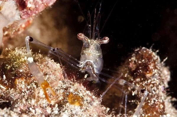 Commensal shrimp (Periclimenes tenuipes), Sulawesi, Indonesia, Southeast Asia, Asia