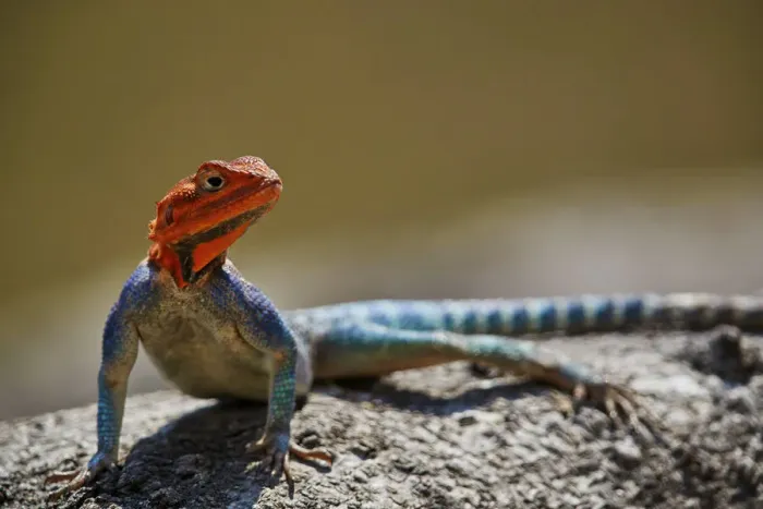 Framed Print : Common agama (red-headed rock agama) (rainbow agama) (Agama agama), male, Ruaha National Park Framed Print : Common agama (red-headed rock agama) (rainbow agama) (Agama agama), male, Ruaha National Park