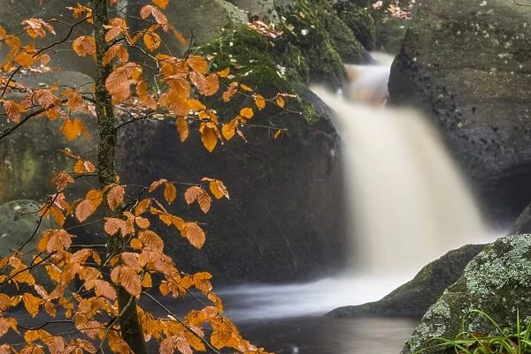 Common beech (Fagus sylvatica) tree and waterfall, Padley Gorge, Peak District, Derbyshire