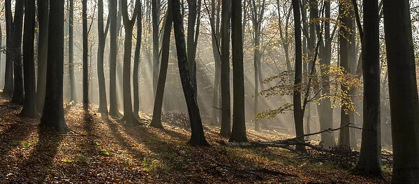 Common beech (Fagus sylvatica) trees, morning sunlight, autumn colour, Kings Wood
