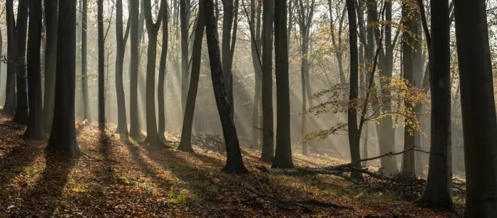 Framed Print : Common beech (Fagus sylvatica) trees, morning sunlight, autumn colour, Kings Wood Framed Print : Common beech (Fagus sylvatica) trees, morning sunlight, autumn colour, Kings Wood