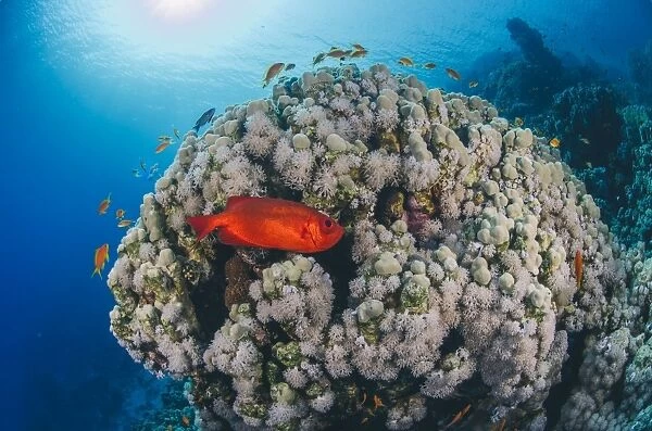Common bigeye (Priacanthus hamrur), sheltering next to coral reef, Ras Mohammed National Park, Red Sea, Egypt, North Africa, Africa