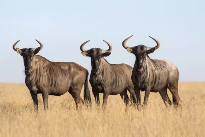 Framed Print : Common (blue) wildebeest (gnu) (Connochaetes taurinus), Mokala National Park, South Africa Framed Print : Common (blue) wildebeest (gnu) (Connochaetes taurinus), Mokala National Park, South Africa