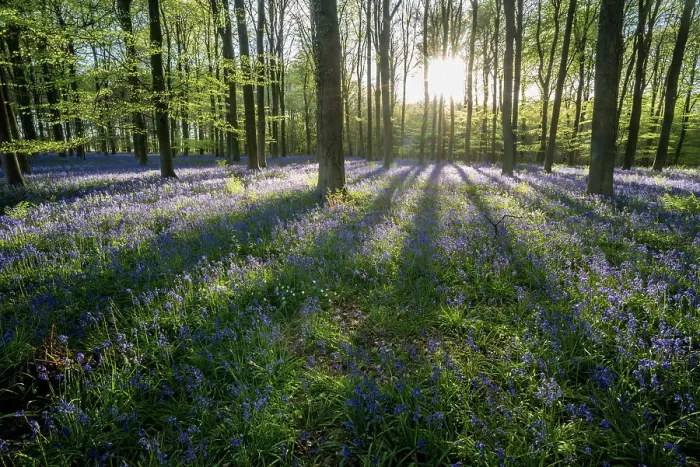 Framed Print : Common bluebell (Hyacinthoides non-scripta) growing in common beech (Fagus sylvatica) Framed Print : Common bluebell (Hyacinthoides non-scripta) growing in common beech (Fagus sylvatica)
