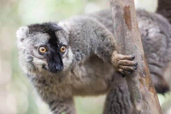 Common brown lemur (Eulemur fulvus), Lemur Island, Andasibe National Park, Madagascar