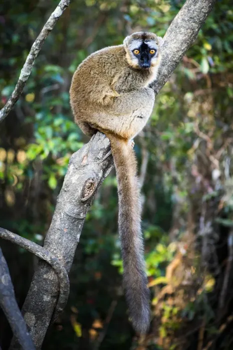 Framed Print : Common Brown Lemur (Eulemur fulvus), Andasibe, Madagascar Framed Print : Common Brown Lemur (Eulemur fulvus), Andasibe, Madagascar