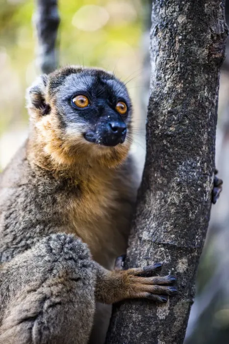 Framed Print : Common Brown Lemur (Eulemur fulvus), Andasibe, Madagascar Framed Print : Common Brown Lemur (Eulemur fulvus), Andasibe, Madagascar