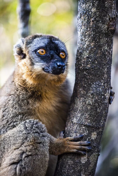 Common Brown Lemur (Eulemur fulvus), Andasibe, Madagascar