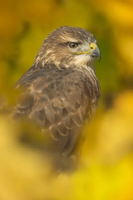Framed Print : Common buzzard (Buteo buteo), among the autumn foliage, United Kingdom, Europe Framed Print : Common buzzard (Buteo buteo), among the autumn foliage, United Kingdom, Europe