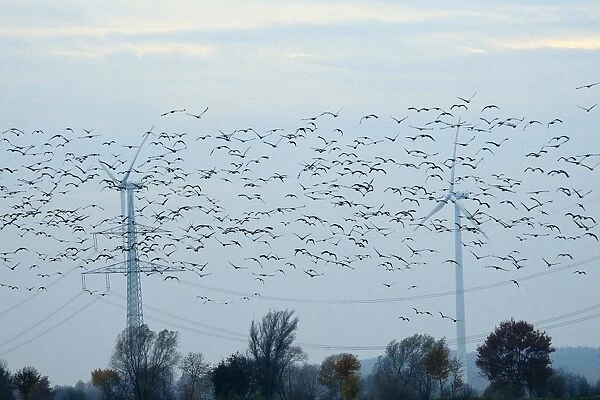 Common cranes (Eurasian cranes) (Grus grus) and pink footed geese (Anser brachyrhyncus) fly near pylons and wind turbines, Germany, Europe