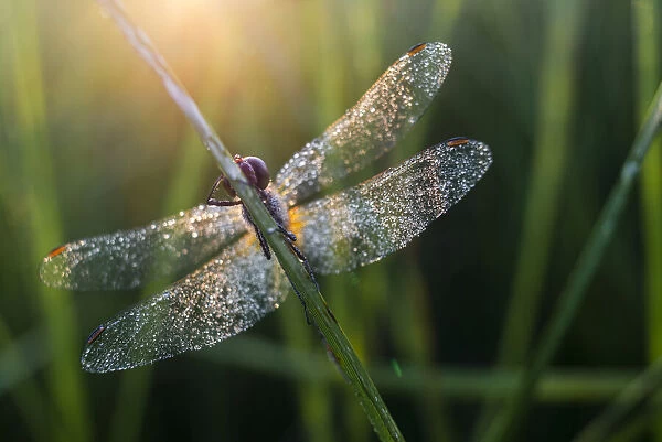 Common Darter (Sympetrum striolatum) dragonfly adult, covered in dew, at dawn