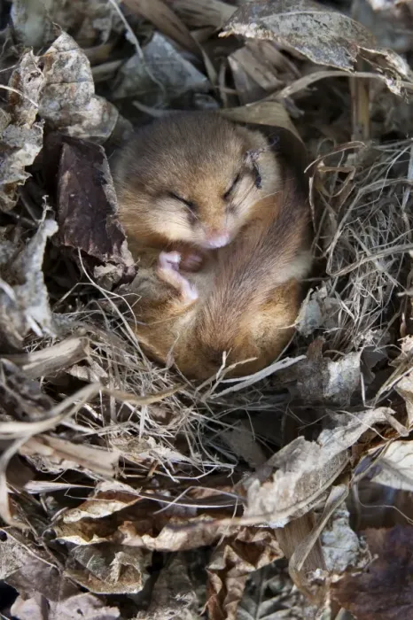 Framed Print : Common dormouse (Muscardinus avellanarius), torpid, in captive breeding programme Framed Print : Common dormouse (Muscardinus avellanarius), torpid, in captive breeding programme