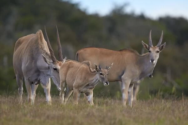 Common eland (Taurotragus oryx) adult and young, Addo Elephant National Park, South Africa