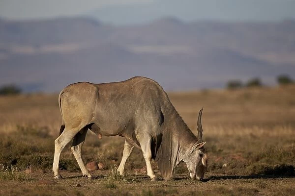 Common eland (Taurotragus oryx) buck feeding, Mountain Zebra National Park, South Africa, Africa