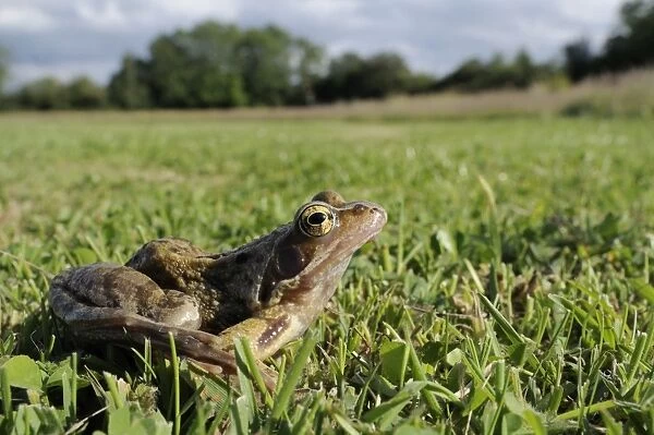 Common frog or grass frog (Rana temporaria) in damp meadow, Wiltshire, England