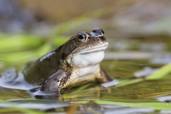 Common frog (Rana temporaria), Northumberland, England, United Kingdom, Europe