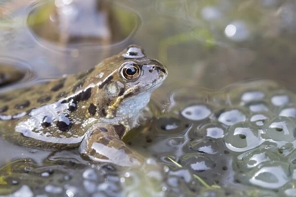 Common frog (Rana temporaria) in spawning pond, Northumberland, England, United Kingdom