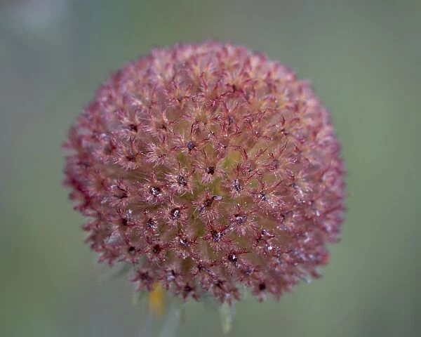 Common gaillardia (great blanketflower) (blanketflower) (brown-eyed Susan)
