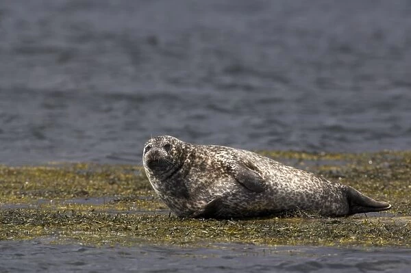 Common (harbour) seal