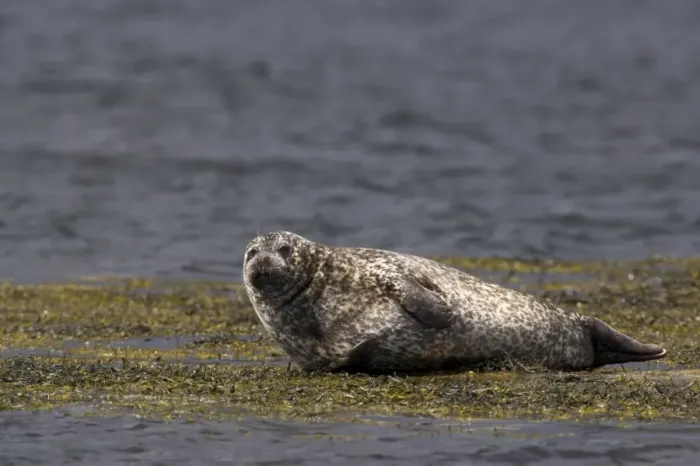 Framed Print : Common (harbour) seal