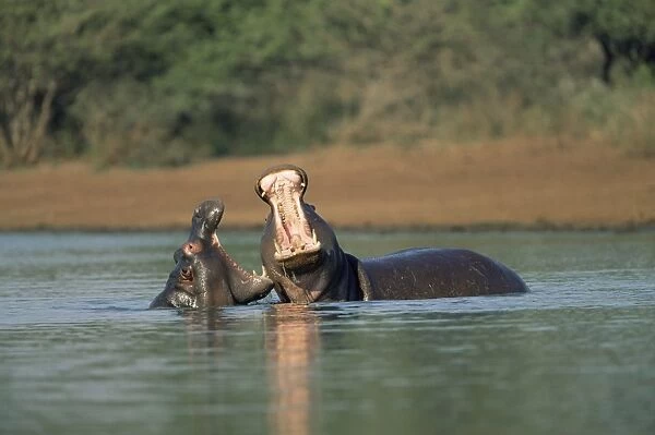 Common hippos