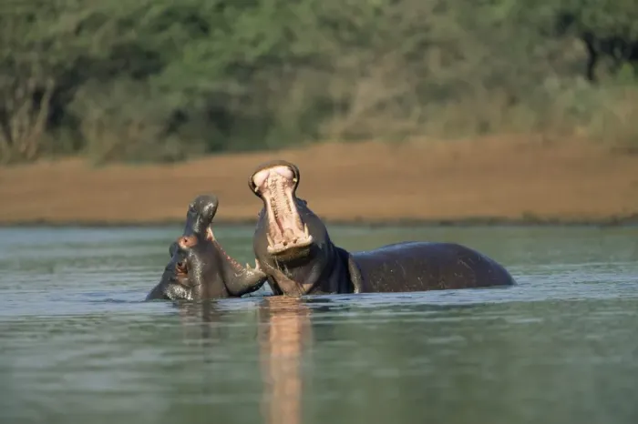 Framed Print : Common hippos Framed Print : Common hippos