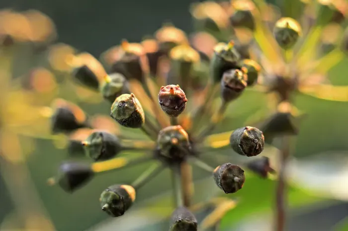Framed Print : Common ivy fruit umbels (Hedera helix), France, Europe Framed Print : Common ivy fruit umbels (Hedera helix), France, Europe
