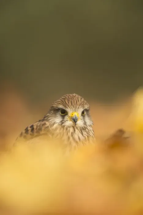 Framed Print : Common kestrel (Falco tinnunculus), among autumn foliage, United Kingdom, Europe Framed Print : Common kestrel (Falco tinnunculus), among autumn foliage, United Kingdom, Europe